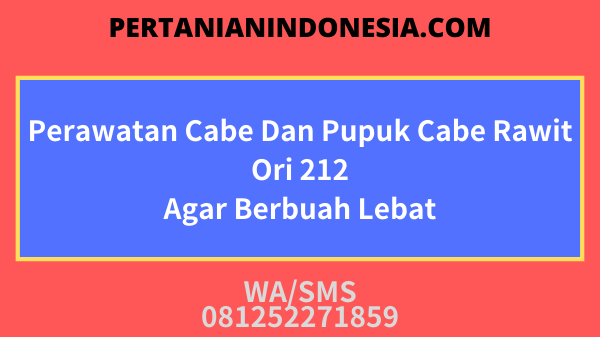 Perawatan Cabe Dan Pupuk Cabe Rawit Ori 212 Agar Berbuah Lebat